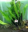 Microsorium Pteropus - Java Fern 1 Yaprak 1 Kök ( İTHAL )