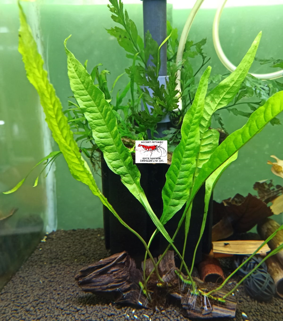 Microsorium Pteropus - Java Fern 1 Yaprak 1 Kök ( İTHAL )