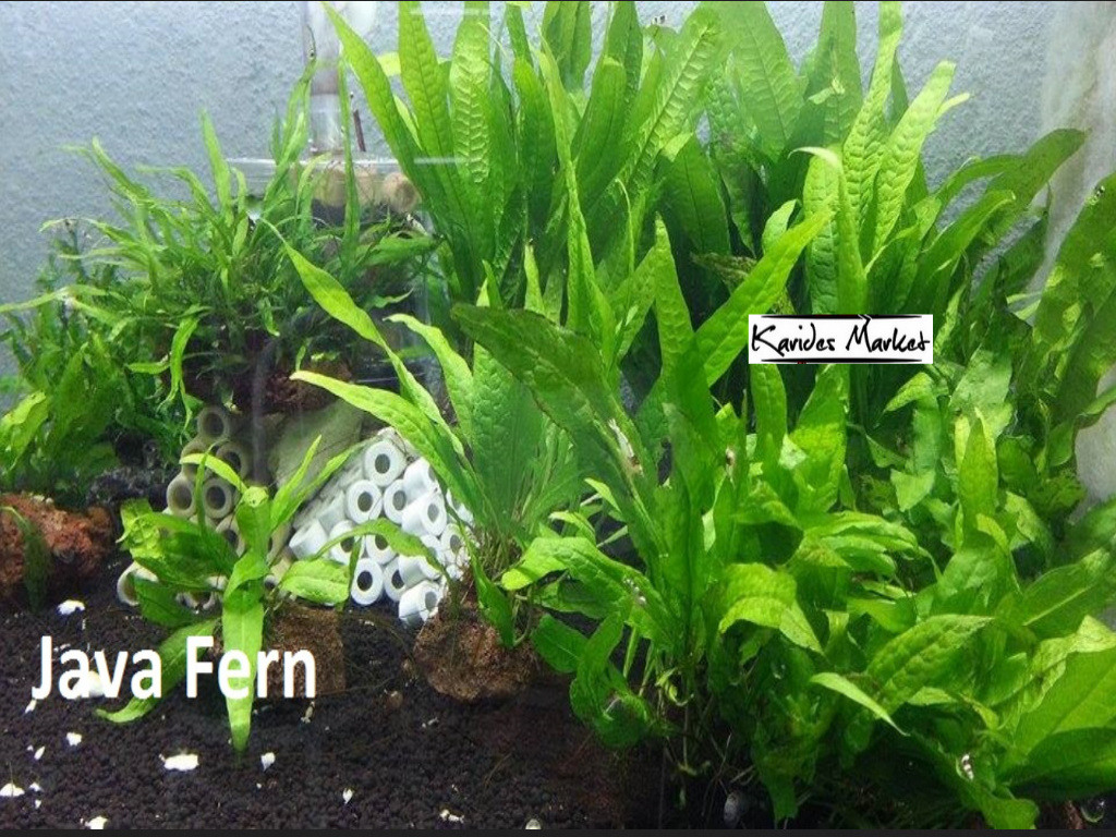 Microsorium Pteropus Java Fern 4-6 Yaprak Canlı Bitki 