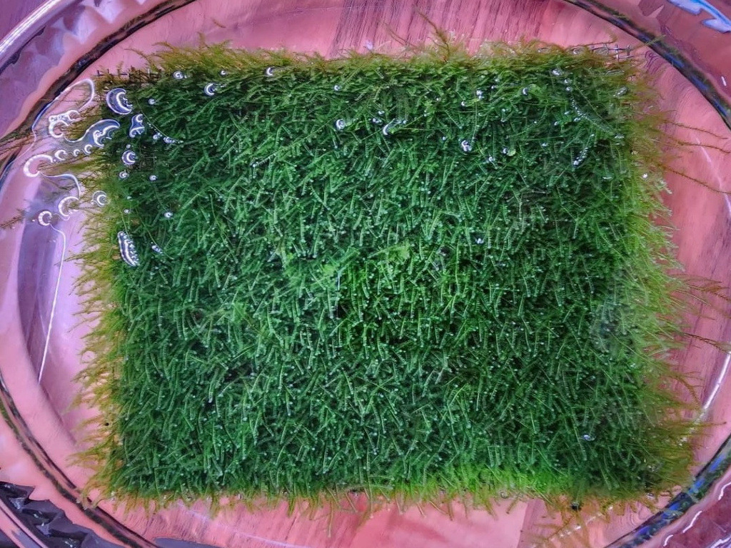 Java Moss  8-10 Cm Lik Dala Yeni Sarım Uygulaması