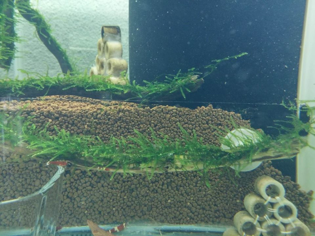 Java Moss  8-10 Cm Lik Dala Yeni Sarım Uygulaması