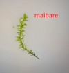 3x3 Cm Distichophyllum Maibarae Moss Tele Yeni SARIM