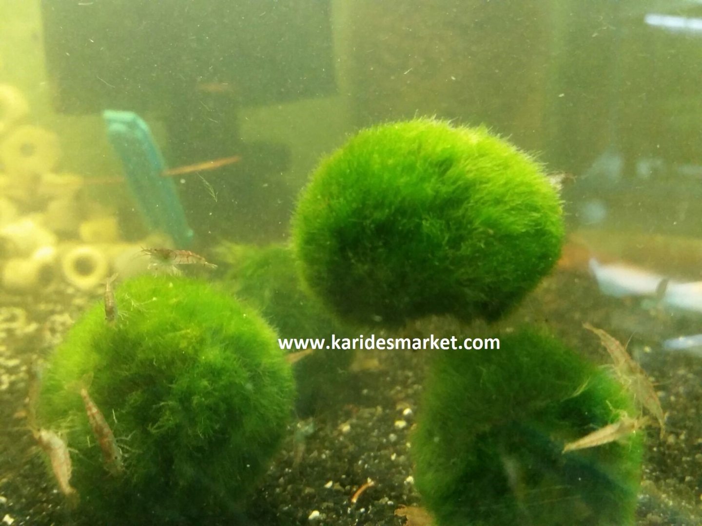 1 - 2 Cm Çap Marimo Mossball Yosun Şans Topu Cladophora Aegagropila - Moss Ball