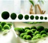 1 - 2 Cm Çap Marimo Mossball Yosun Şans Topu Cladophora Aegagropila - Moss Ball