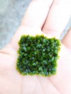 3*3 CM TELE ESKİ SARIM " Miroshaki " Moss Fissidens sp. Nadir Tür