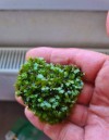 3*3 CM TELE YENİ SARIM " Miroshaki " Moss Fissidens sp. Nadir Tür