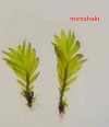 3*3 CM TELE ESKİ SARIM " Miroshaki " Moss Fissidens sp. Nadir Tür