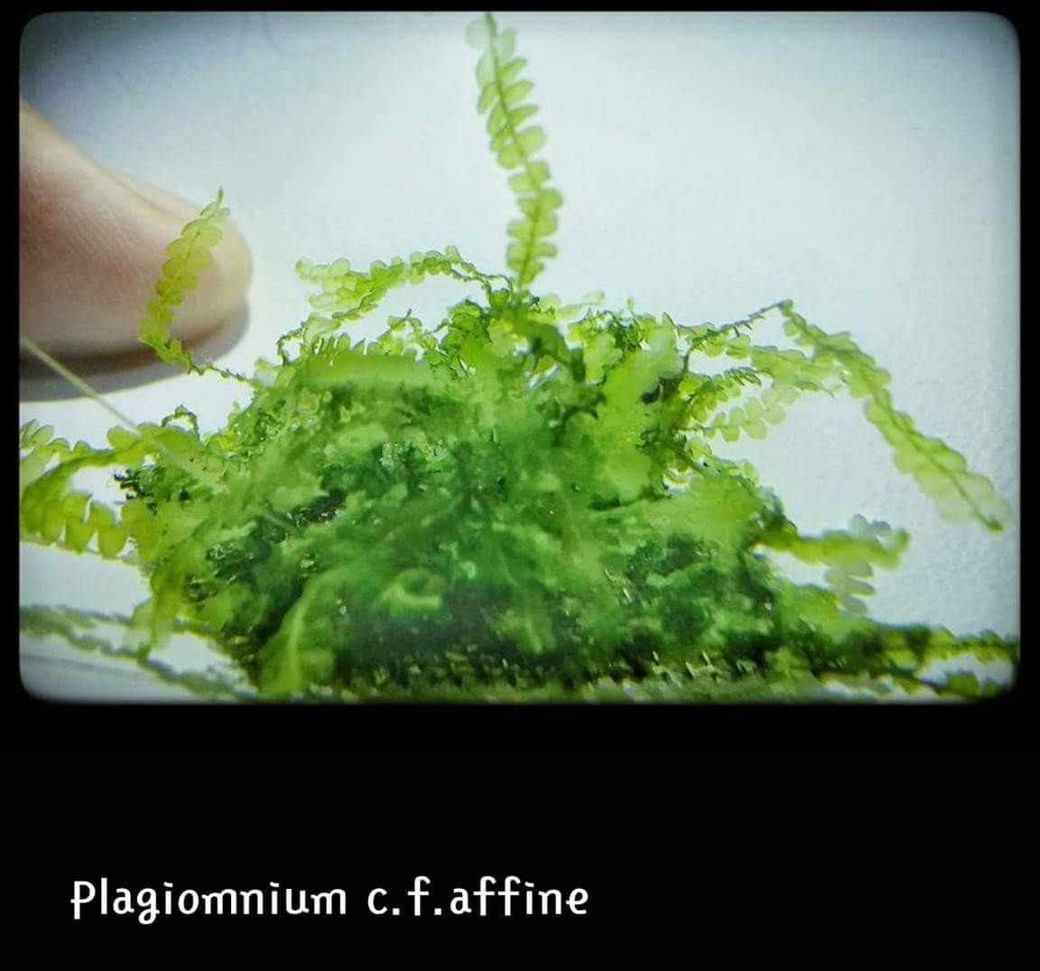 3x3 Cm Plagiomnium Cf. Affine Moss YENİ TELE SARILI