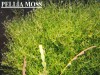 3x3 Cm Pellia Moss Pelia Tele Yeni SARIM