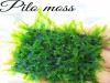 3x3 Cm Fissidens Sp. Aidonthedies Moss Tele Yeni SARIM