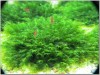 3x3 Cm Fissidens Fontanus Moss YENİ TELE SARILI