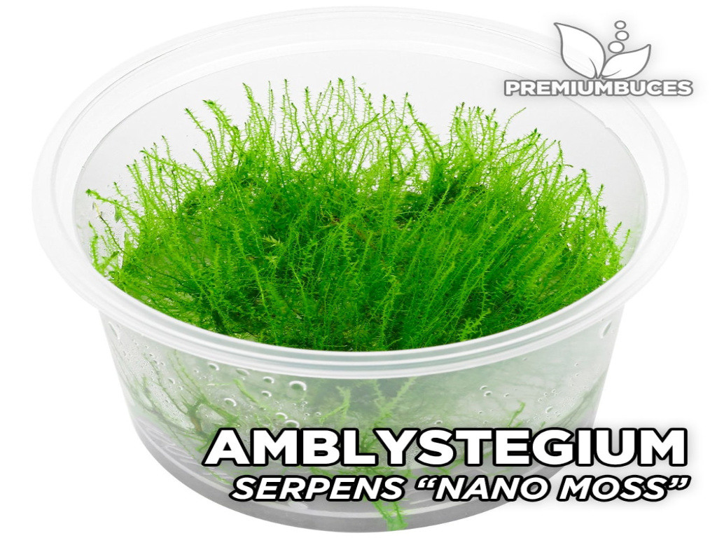 5x5 Cm Amblystegium Serpens Moss TELE YENİ SARIM