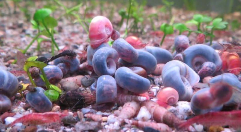 5 Adet Ramshorn Salyangoz Karışık Renkli Yavru Genç Boy