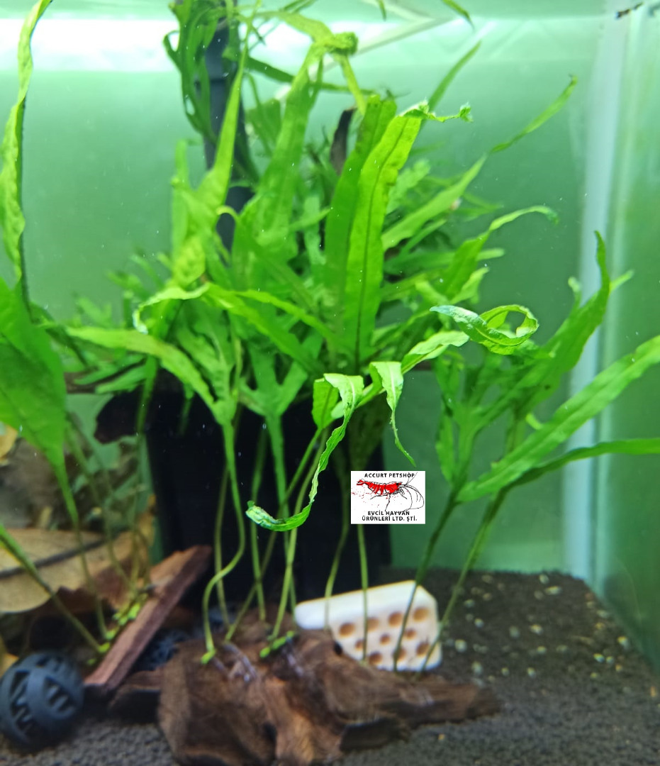 Microsorum Pteropus Trident Fern 4-6 Yaprak Canlı Bitki