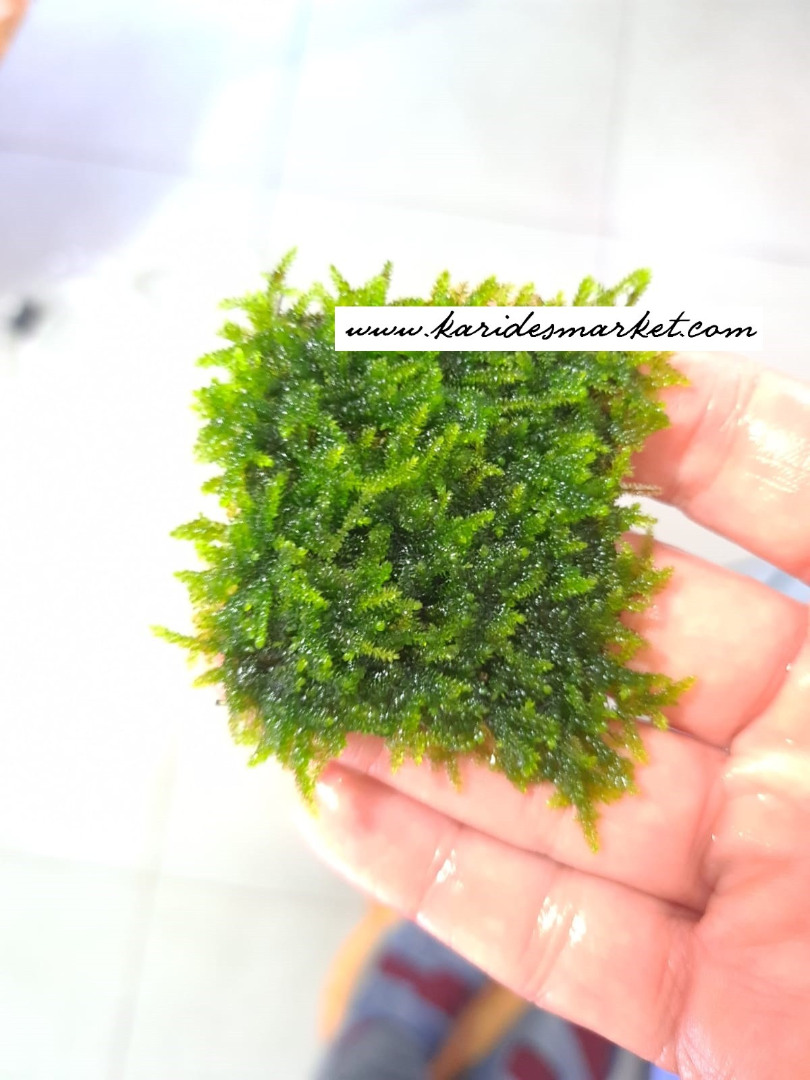 3x3 Cm Tropica Cristmas Moss Tele Yeni SARIM