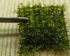 3x3 Cm Tropica Cristmas Moss Tele Yeni SARIM