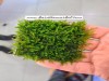 3x3 Cm Tropica Cristmas Moss Tele Yeni SARIM