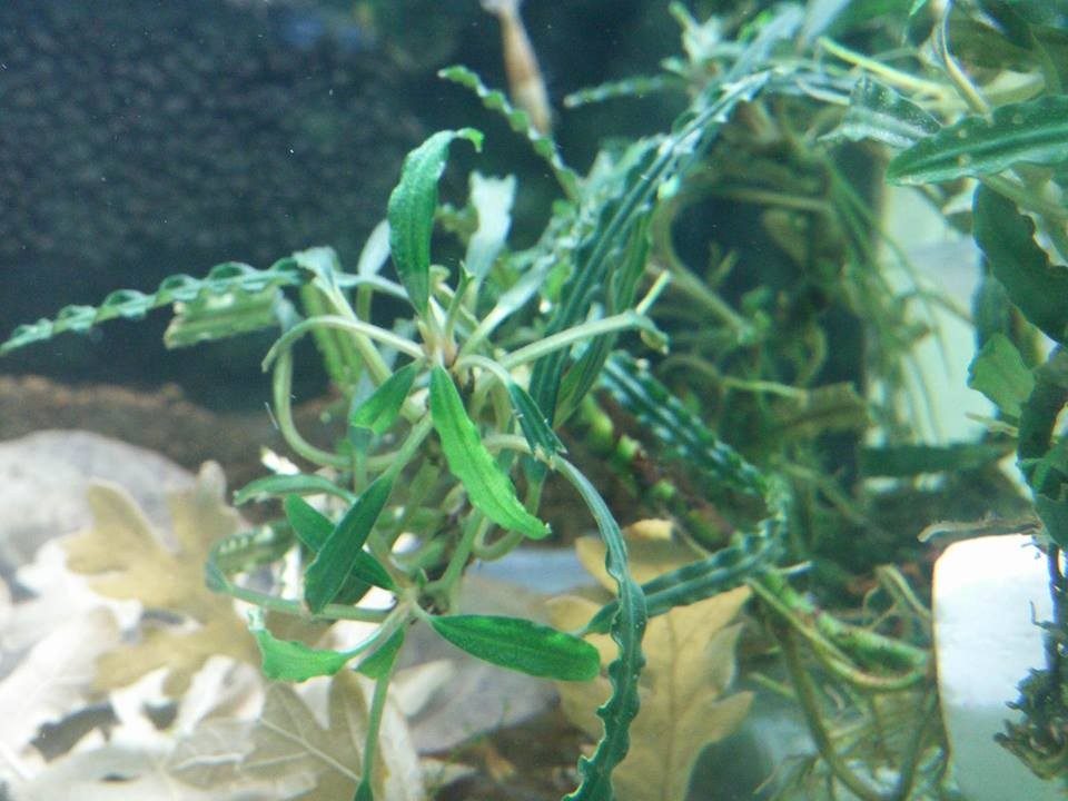 Bucephalandra Velvet NADİR TÜR Canlı Bitki