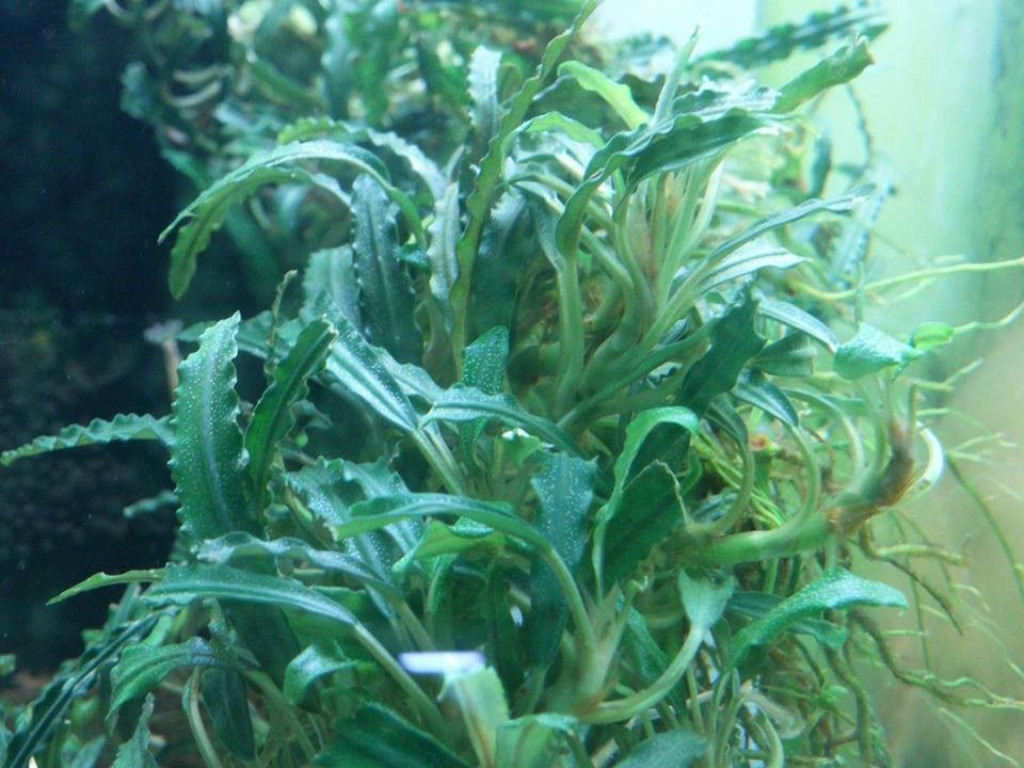 Bucephalandra Velvet NADİR TÜR Canlı Bitki