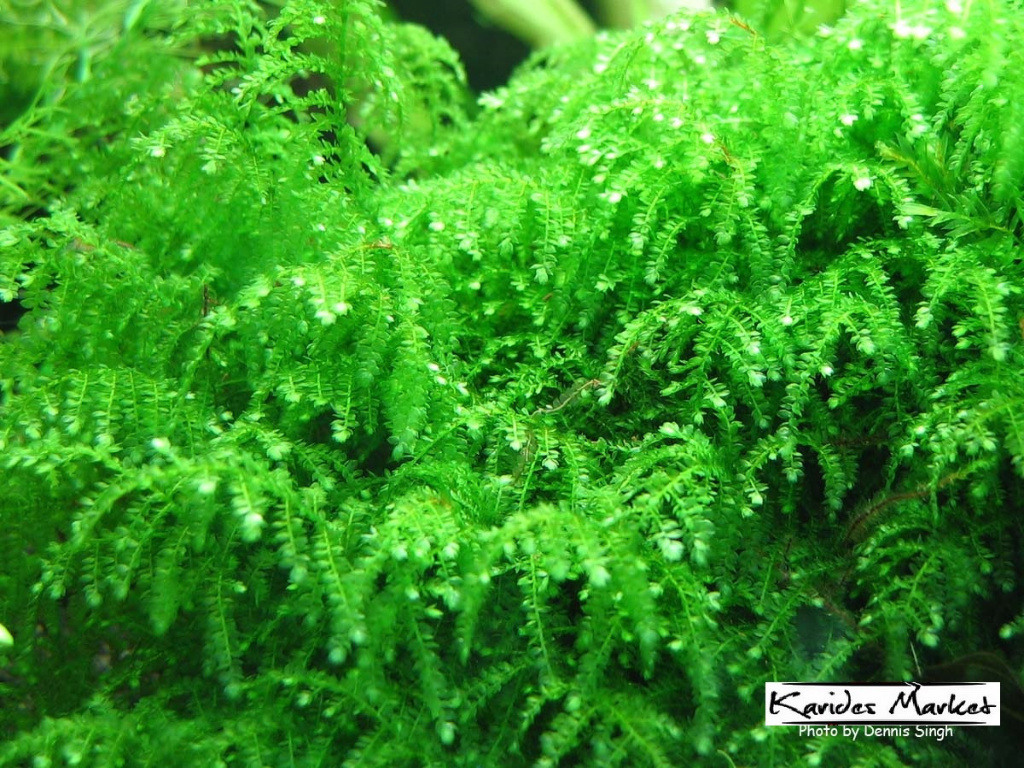 3x3 Cm Weeping Moss TELE YENİ SARIM Vesicularia Ferriei Canlı Bitki