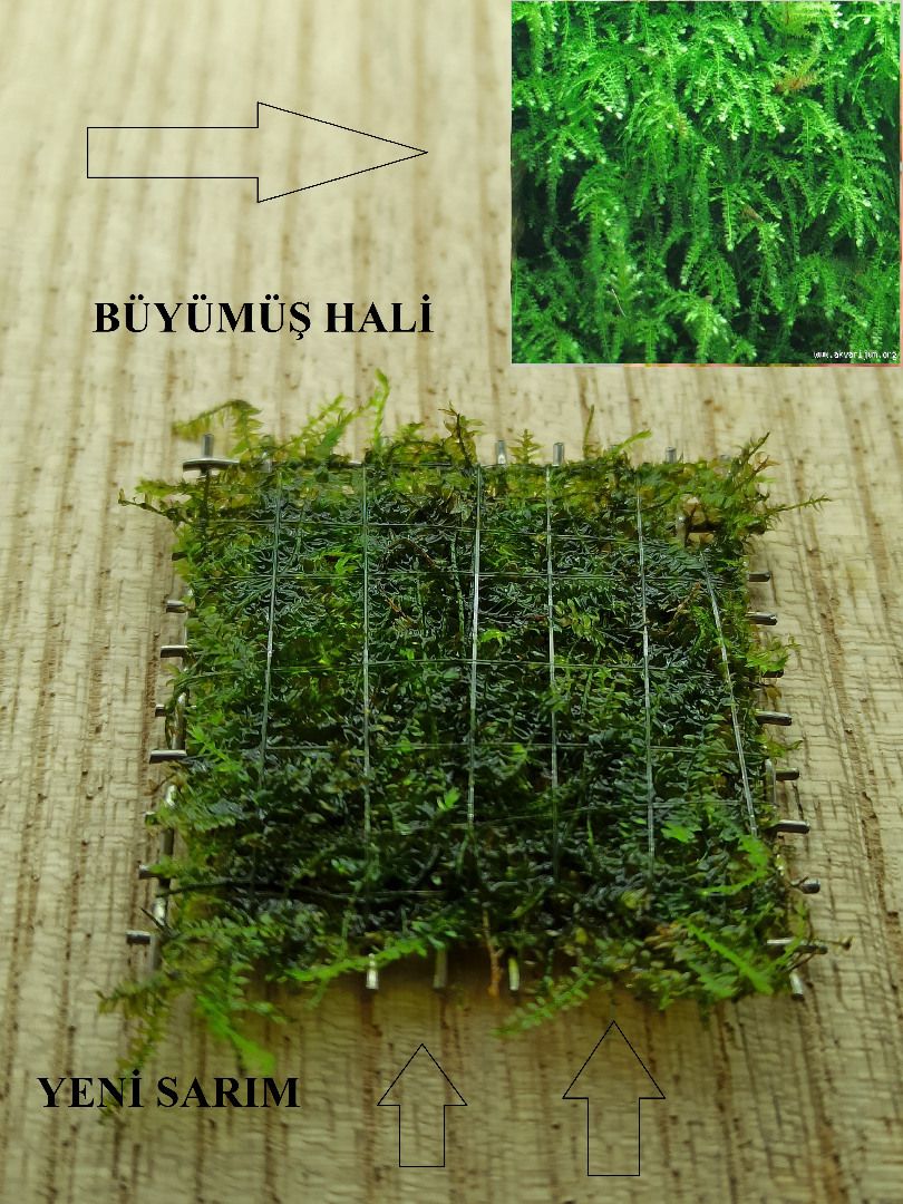 3x3 Cm Weeping Moss TELE YENİ SARIM Vesicularia Ferriei Canlı Bitki