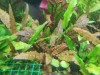 Cryptocoryne Brown Canlı Bitki ''Brown'' 1 Kök Genç Filiz