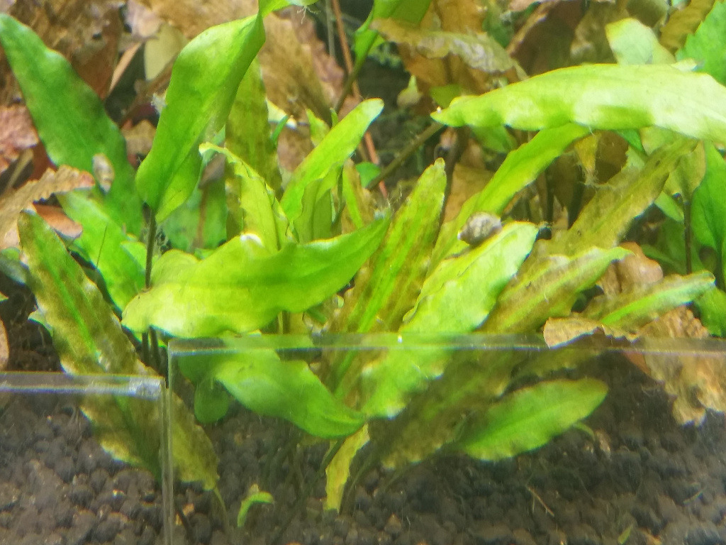 Cryptocoryne Green Canlı Bitki ''Brown'' 1 Kök Genç Filiz