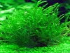 4-5 Cm Ağaç Diliminde Kütüğe Yeni Sarım Willow Moss Uygulama Tasarımı Canlı Bitki