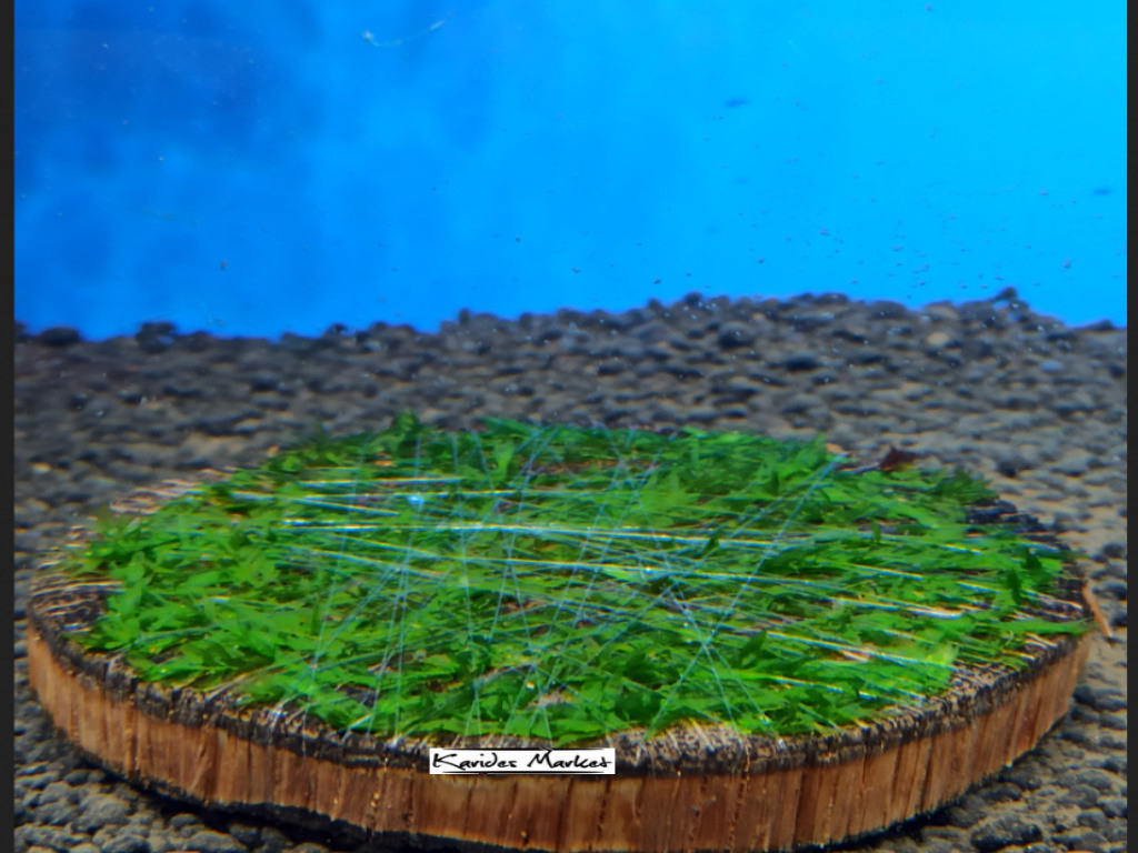 4-5 Cm Ağaç Diliminde Kütüğe Yeni Sarım Willow Moss Uygulama Tasarımı Canlı Bitki 