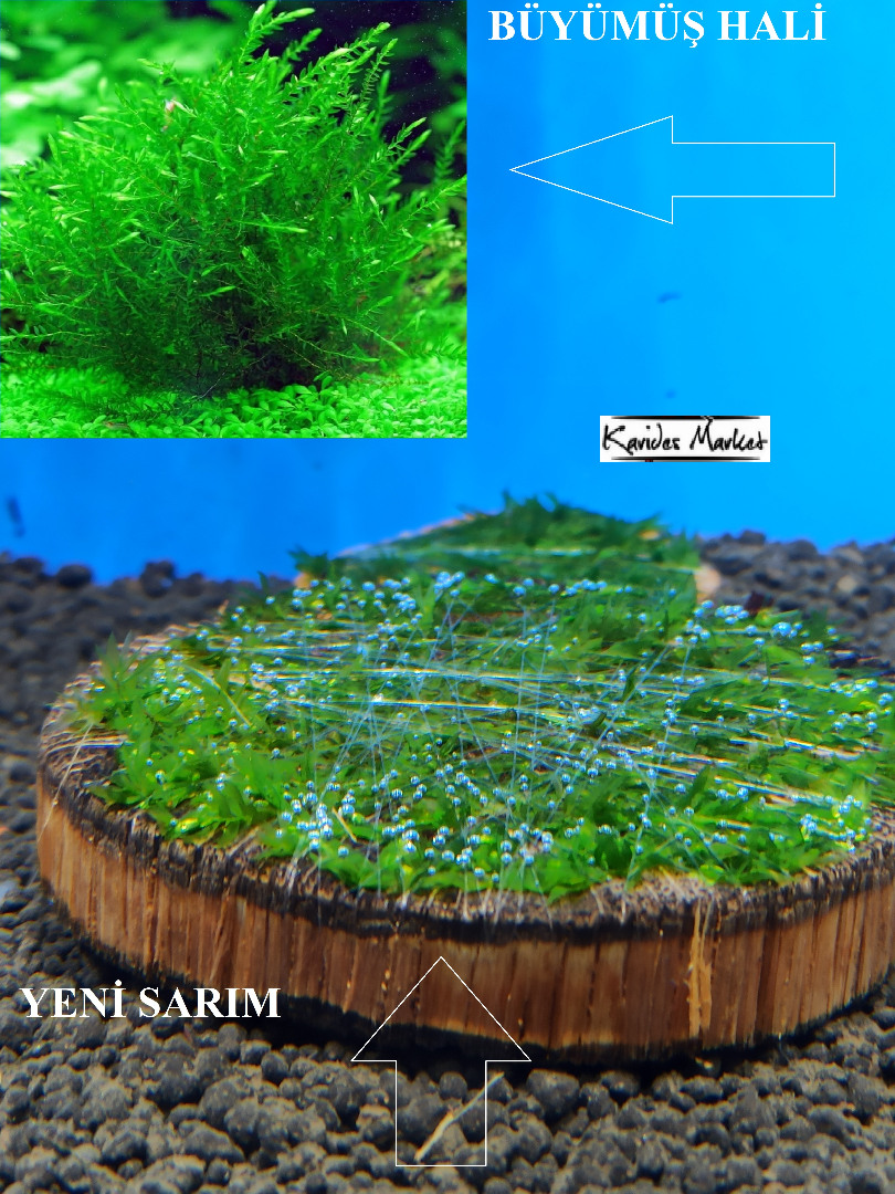 4-5 Cm Ağaç Diliminde Kütüğe Yeni Sarım Willow Moss Uygulama Tasarımı Canlı Bitki