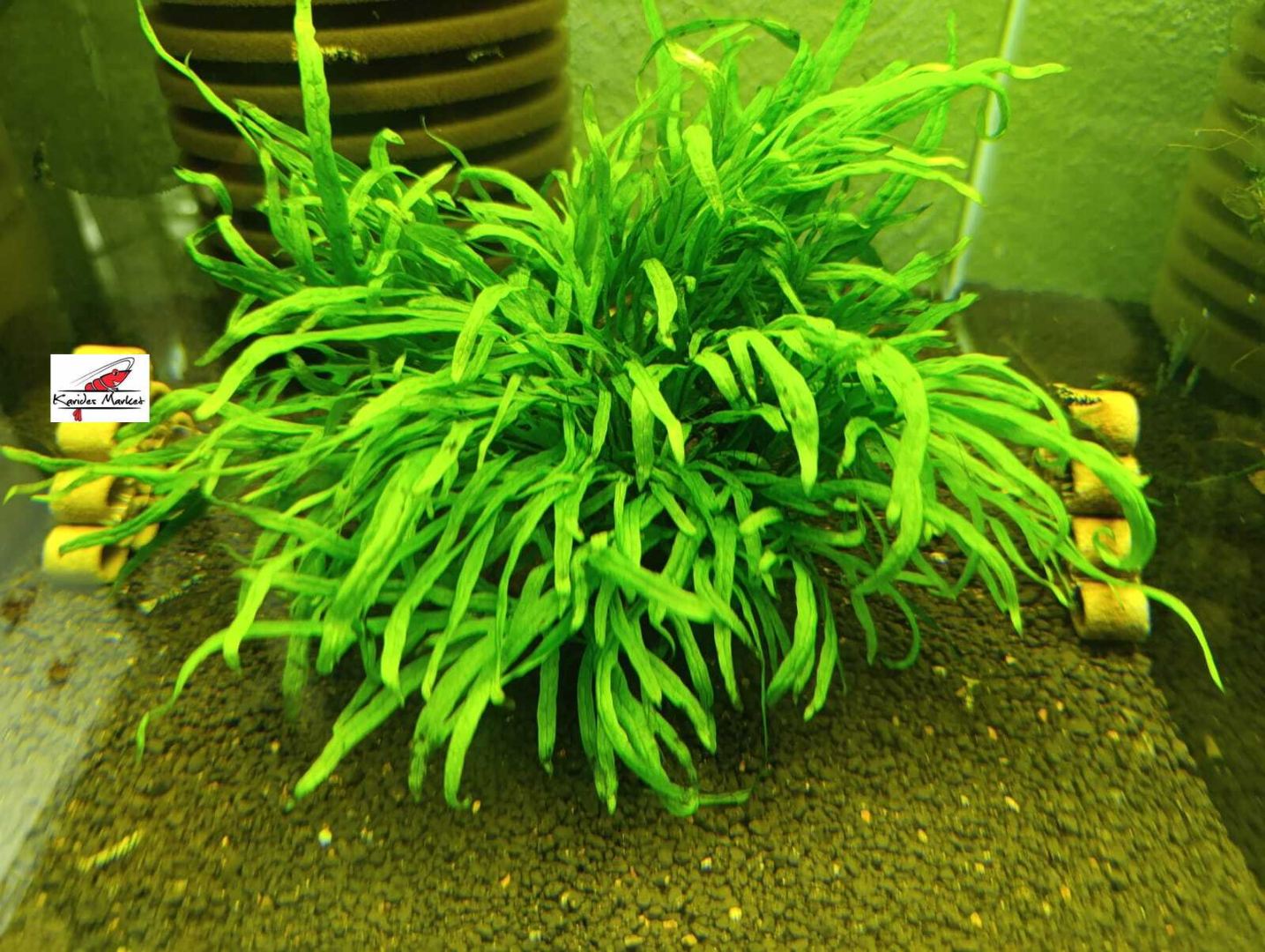 Microsorum Pteropus Trident Fern 4-6 Yaprak Canlı Bitki