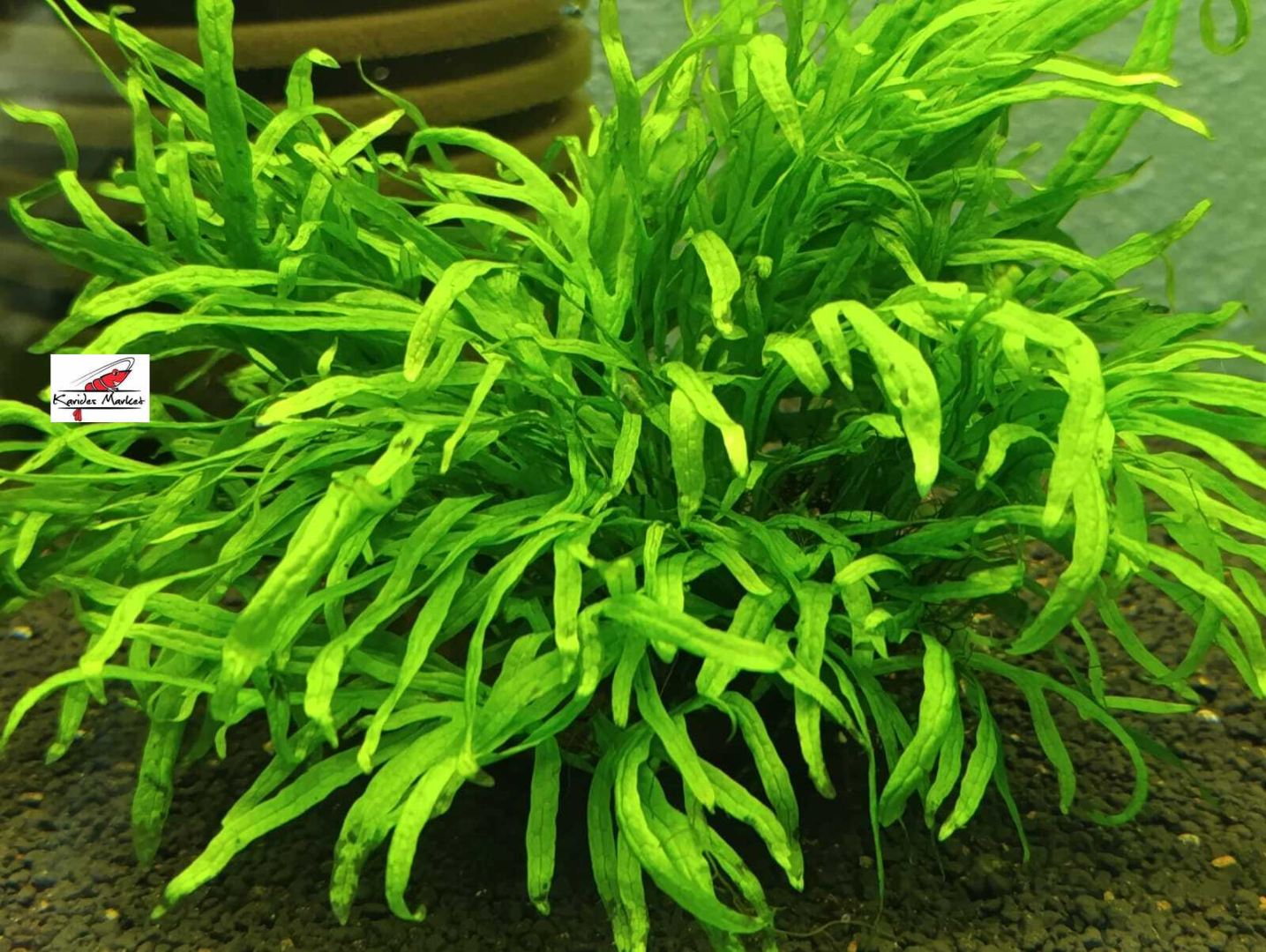 Microsorum Pteropus Trident Fern 4-6 Yaprak Canlı Bitki