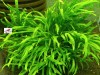 Microsorum Pteropus Trident Fern 4-6 Yaprak Canlı Bitki