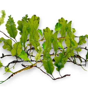 Bolbitis sp. Buae Fern lav taşına sarım - Her tasarım 1 adettir - ENDER TÜR CANLI BİTKİ 