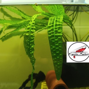 Akvaryum Canlı Bitkisi 1 Kök  ( 4-5 Dallı 10-20 Cm ) Cryptocoryne Amozon Hançeri Dişi Anaç Filizi