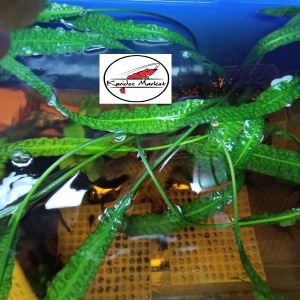 Akvaryum Canlı Bitkisi 1 Kök ( 4-5 Dallı 40-50 Cm Üzeri ) Cryptocoryne Amozon Hançeri Dişi Anaç  