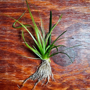 Eriocaulon Sp Malayatoor 1 Kök Genç Filiz Akvaryum Bitkisi