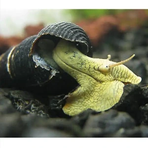 Poso Yellow Rabbit Snail 3-4 Cm Tavşan Salyangoz 2 Adet