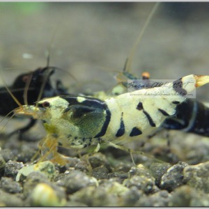 1 Adet Black Fancy Karides Caridina Shrimp Low Grade ( A / S )