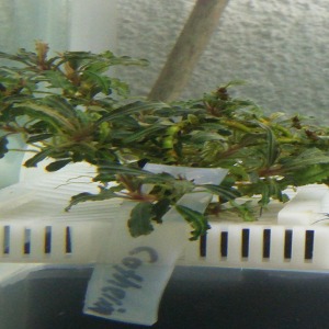 Bucephalandra Catherine Canlı Bitki