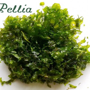 5x5 Cm Round Pelia Moss - Monosolenium Tenerum Pellia Yeni TELE SARILI