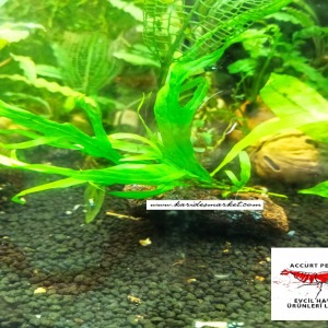 Microsorum Pteropus Trident Fern Canlı Bitki Uygulamasına ait Satış - Her Tasarımdan Sadece 1 Adet Mevcuttur 