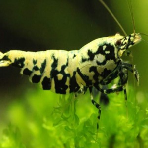 5 Adet Black Galaxy Snowflake Karides Caridina Shrimp