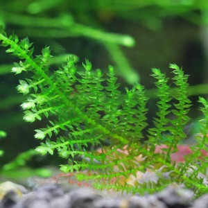5x5 Cm Vesicularia sp. Triangle Moss TELE YENİ SARILI