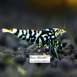 5 Adet Galaxy Tiger Karides Caridina Shrimp