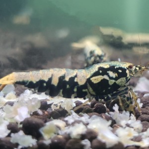 5 Adet ( BOA ) Black Galaxy Karides Caridina Boa Shrimp 