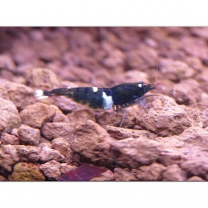 1 Adet Taiwan Bee Siyah King Kong Multi Line Karides Caridina Shrimp