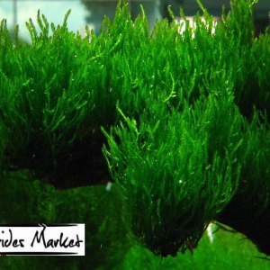 5x5 Cm Flame Moss YENİ TELE SARILI