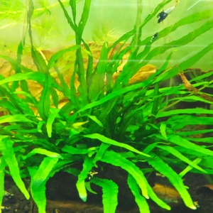 Microsorum Pteropus Needle Narrow Fern Leaf 4-6 Yaprak Canlı Bitki