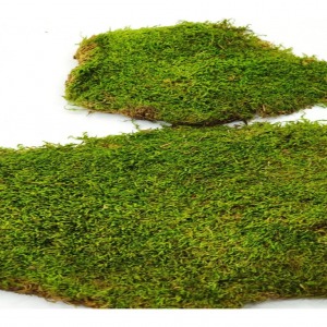Doğal Kara Ağaç Kaya Yosunu 10 x 10 Cm Terraryum, Minyatür Bahçe ve Aranjman için 1 Adet 